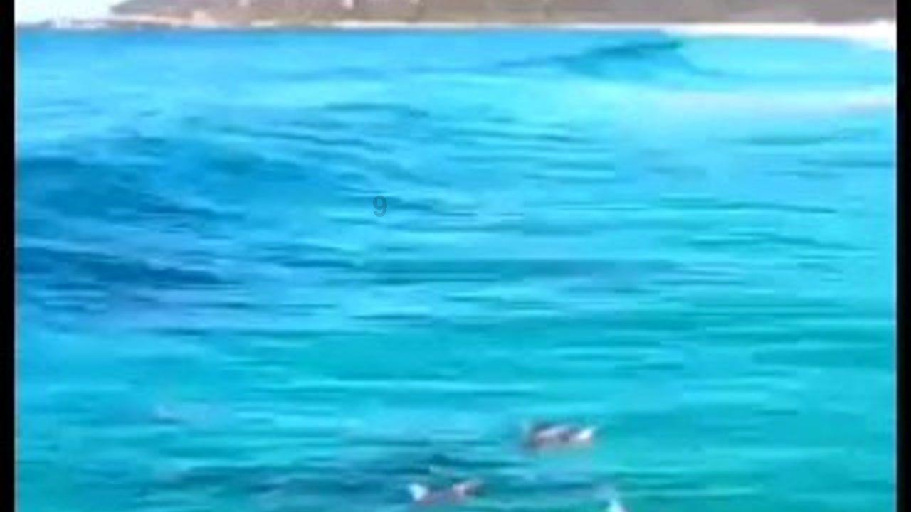 QQ企鹅
